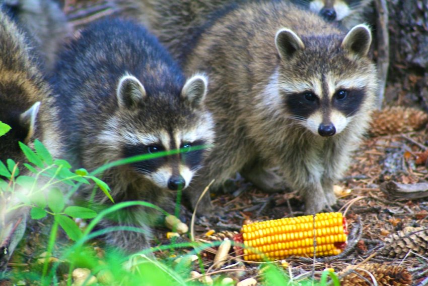 racoons eating