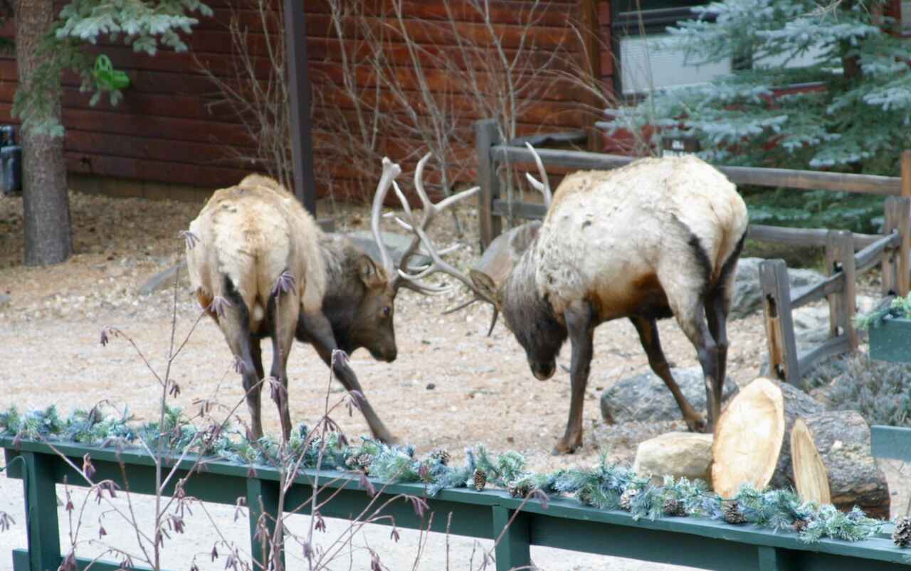 Elk Fighting