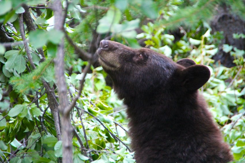 Bear gazing