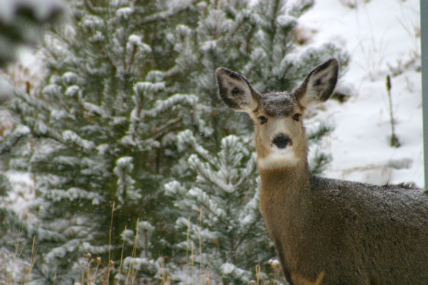 Deer stare
