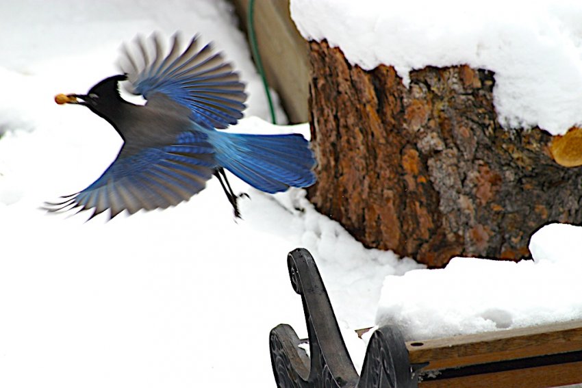 Blue Jay eating