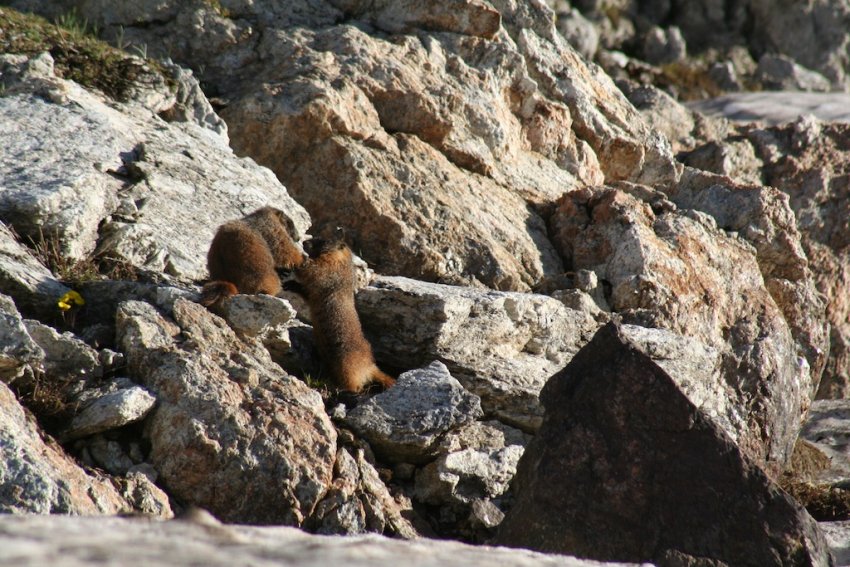marmots playing