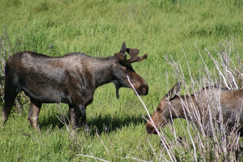 moose walking around