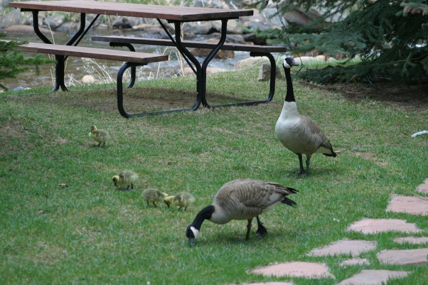 Geese eating